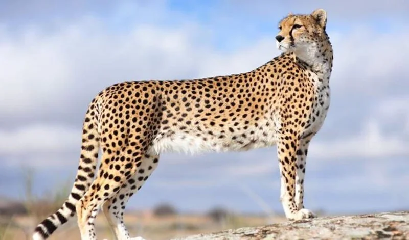 مقاله در وبلاگ
